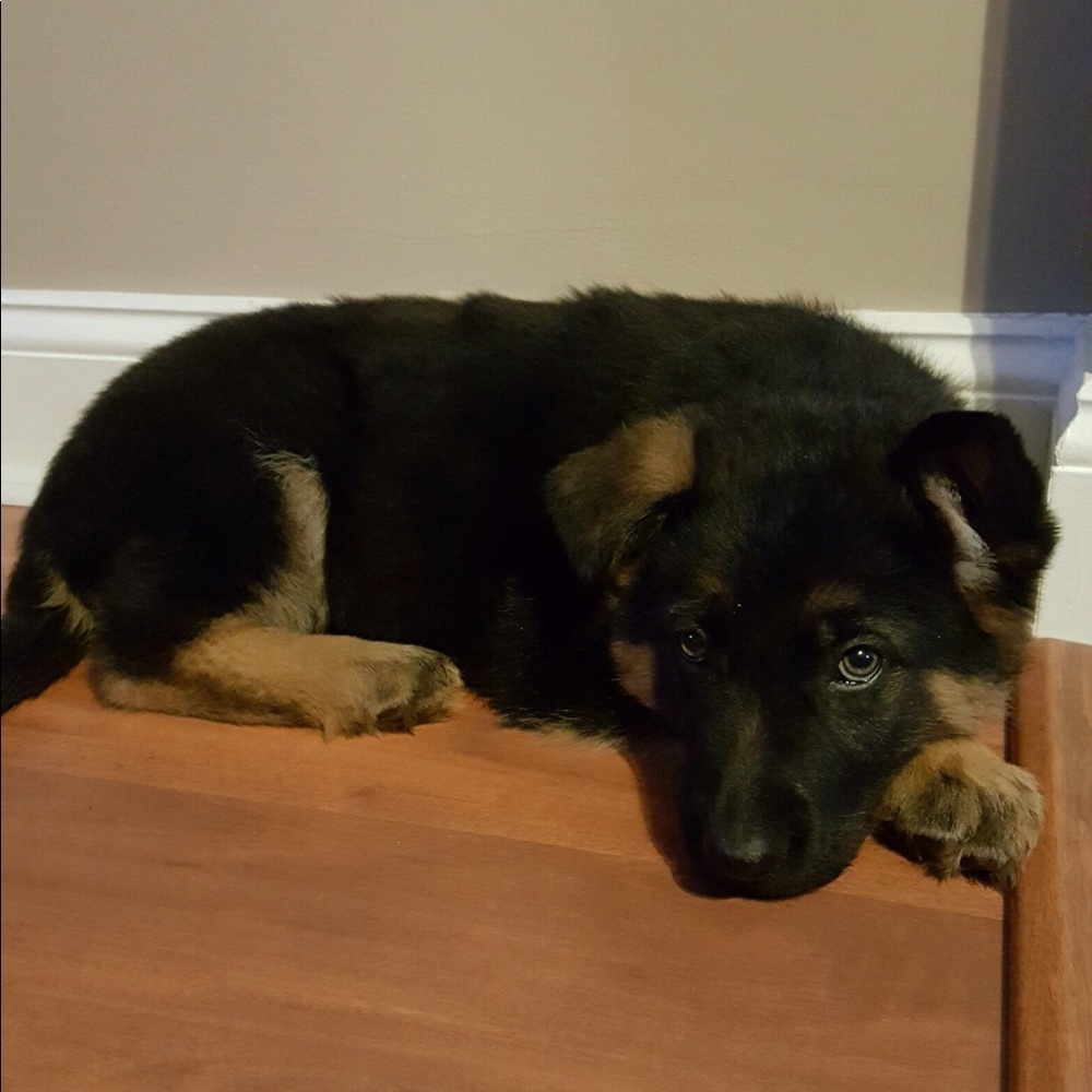 Meet your Posher, Molly